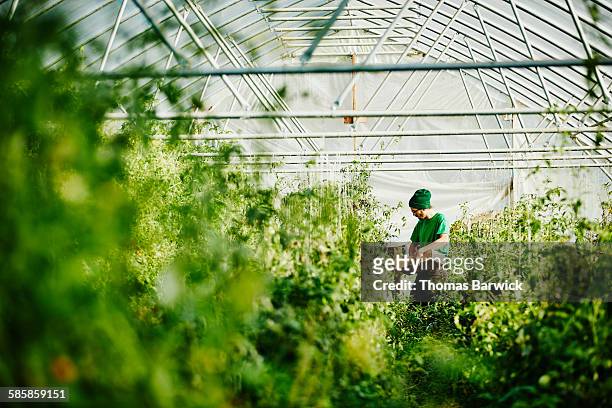 organic farmer harvesting tomatoes in greenhouse - conservatory stockfoto's en -beelden