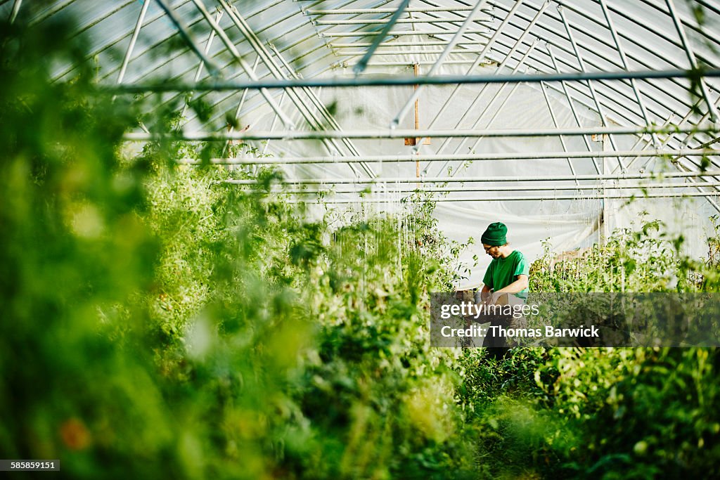 Organic farmer harvesting tomatoes in greenhouse