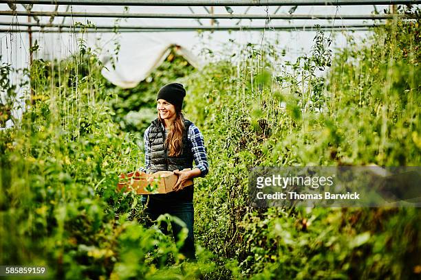 farmer harvesting organic tomatoes in greenhouse - environmentalist stock pictures, royalty-free photos & images