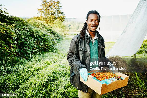 smiling farmer holding box of organic tomatoes - transparent box stock pictures, royalty-free photos & images