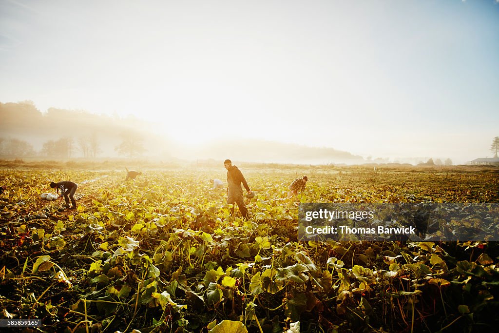 Farmers harvesting organic squash in field