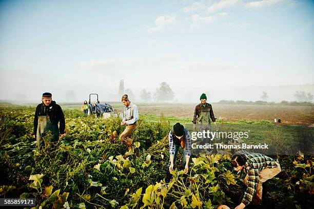 farmers harvesting organic squash in field - grupo de competencia fotografías e imágenes de stock