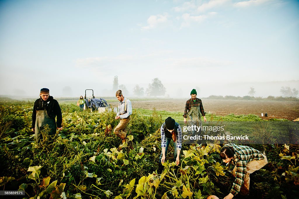 Farmers harvesting organic squash in field