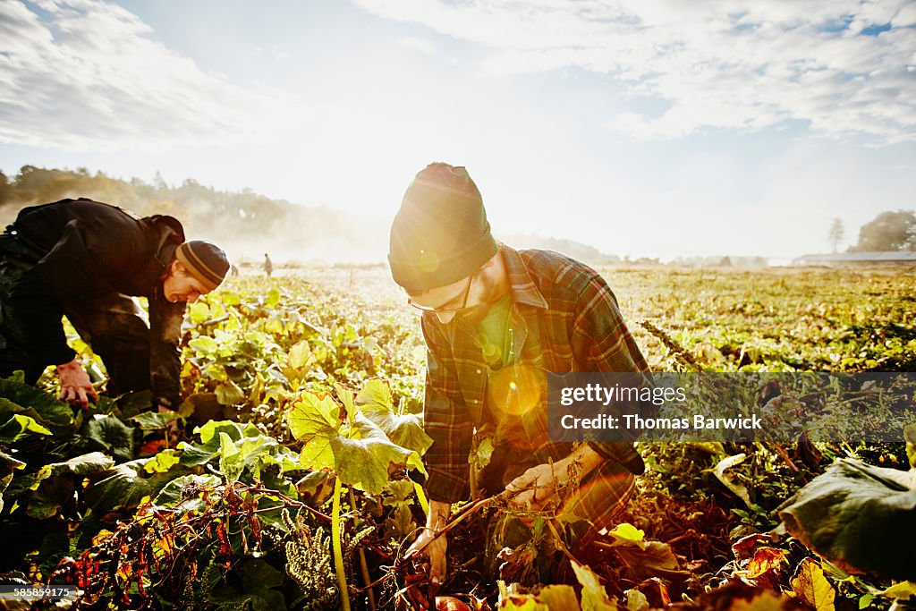 Farmer kneeling in field harvesting organic squash