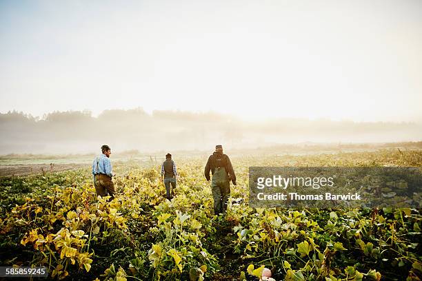 farmers walking through organic squash field - organischer bauernhof stock-fotos und bilder