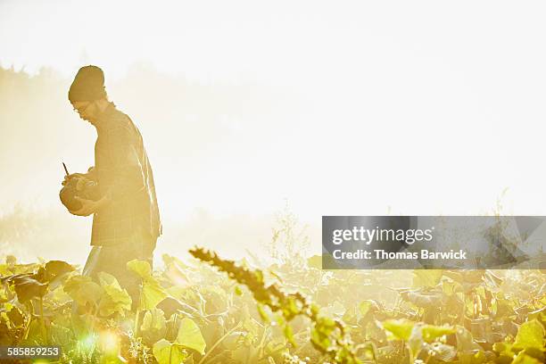 organic farmer harvesting squash at sunrise - 21 years later what peace stock pictures, royalty-free photos & images