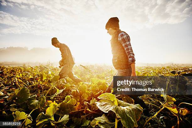 farmers carrying organic squash during harvest - farm field combine fotografías e imágenes de stock