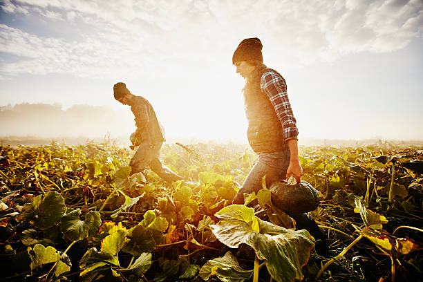 Farmhelper Picture 16,680 Help Farmers Stock Photos, High-Res Pictures, and Images - Getty ...