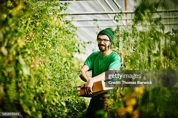 farmer harvesting organic tomatoes in greenhouse - farmer portrait stock-fotos und bilder