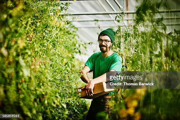 farmer harvesting organic tomatoes in greenhouse - organic farm foto e immagini stock