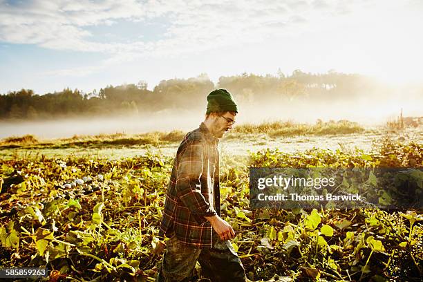 organic farmer walking through field - farmer dawn stock pictures, royalty-free photos & images