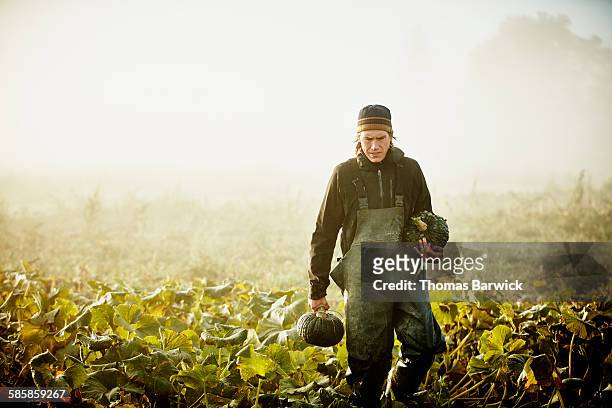 Farmer harvesting organic squash in field