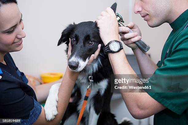 veterinarian and assistant looking at border collie's ear with an otoscope - otoscope bildbanksfoton och bilder