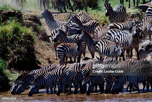 Herd of Zebra on Mara River