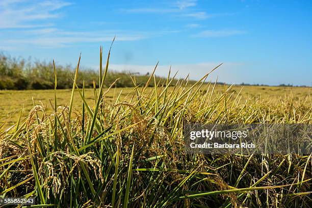 Calrose Rice Staters 13 Calrose Stock Photos, High-Res Pictures, and Images - Getty Images