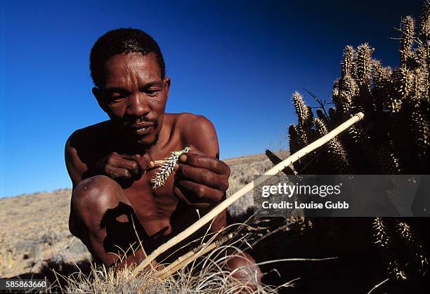 Like generations of San Bushmen hunters before him, Elia Festus chews on a piece of the spiky Hoodia cactus to stave off hunger and thirst. A British...