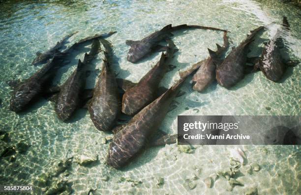 sea water pool with nurse sharks in union island - nurse shark stock pictures, royalty-free photos & images