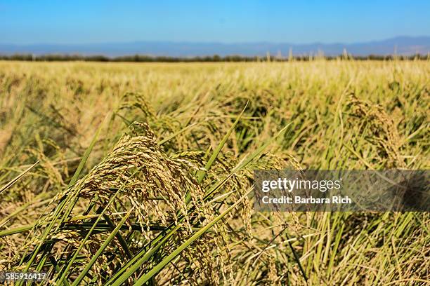 Calrose Rice Staters 13 Calrose Stock Photos, High-Res Pictures, and Images - Getty Images