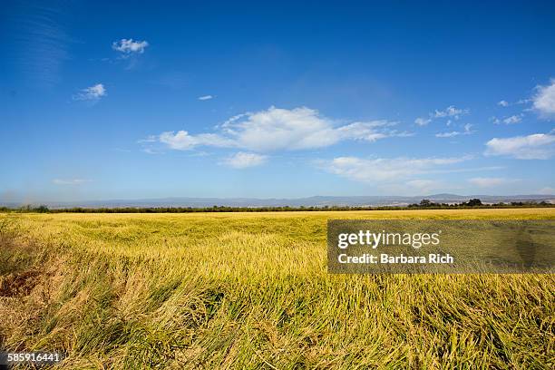 Calrose Rice Staters Calrose Rice Photos and Premium High Res Pictures - Getty Images
