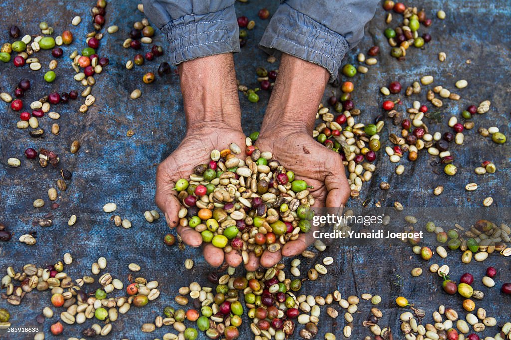 Indonesia, man holding freshly Arabica coffe beans