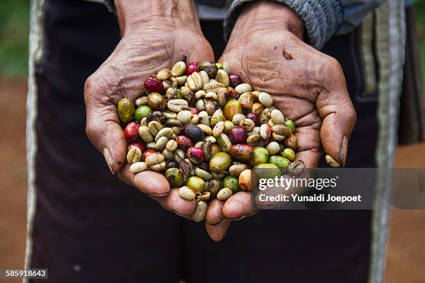 indonesia, man holding freshly arabica coffe beans - toraja stock-fotos und bilder