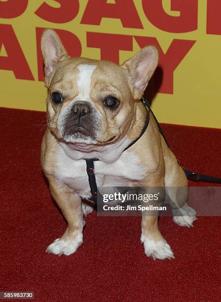 Chloe The Mini Frenchie attends the "Sausage Party" New York premiere at Sunshine Landmark on August 4, 2016 in New York City.