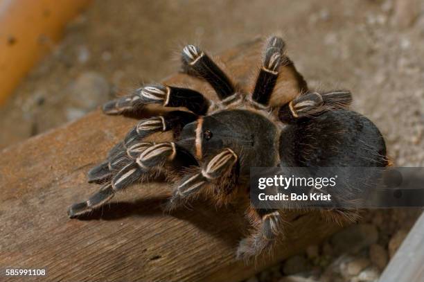 zebra tarantula - モンテベルデ雲林保護区 ストックフォトと画像