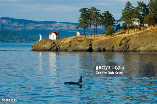 orca whale near turn point - inside passage stock pictures, royalty-free photos & images