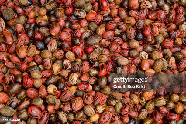 nutmegs - african nutmeg stockfoto's en -beelden