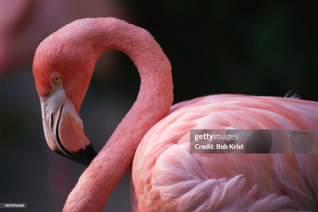 Pink Flamingo