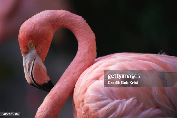 pink flamingo - bonaire stock pictures, royalty-free photos & images