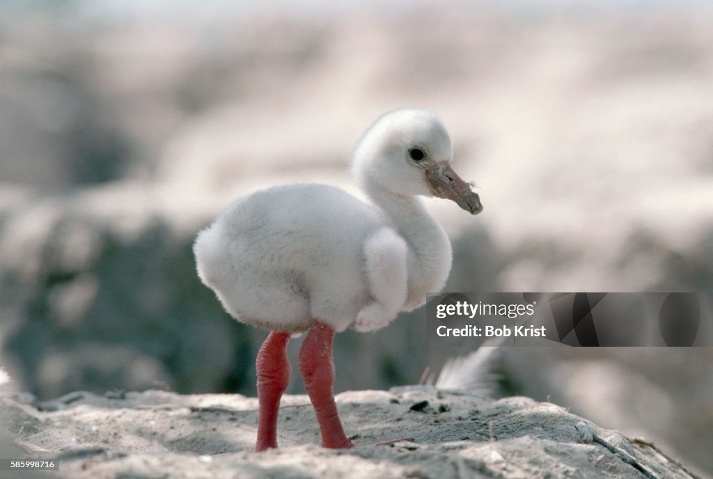 Newborn Flamingo