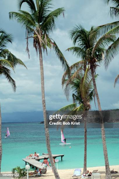 palms on beach at club med - guadeloupe beach stockfoto's en -beelden