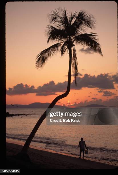 fisherman near bent palm at sunset - cane garden bay stock-fotos und bilder
