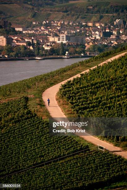 vineyards on hillside - rheingau stock pictures, royalty-free photos & images