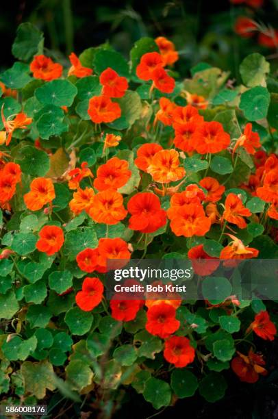 red and orange nasturtiums - nasturtium stockfoto's en -beelden