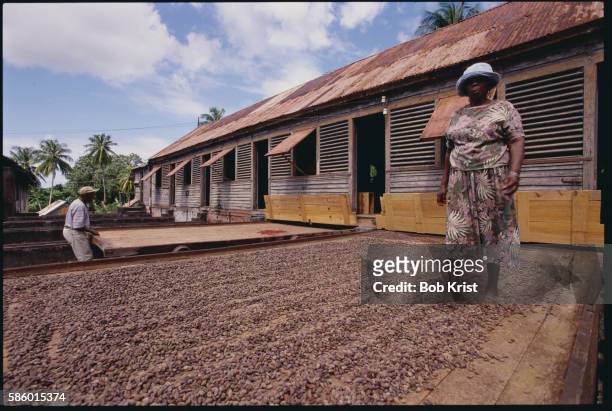 workers drying nutmeg seeds outdoors - african nutmeg stockfoto's en -beelden