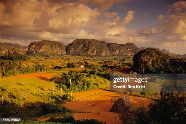 vinales valley - vinales cuba stock pictures, royalty-free photos & images