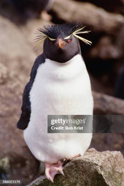 1 031点のイワトビペンギンのストックフォト Getty Images 1 031点のイワトビペンギンのストックフォト Getty Images