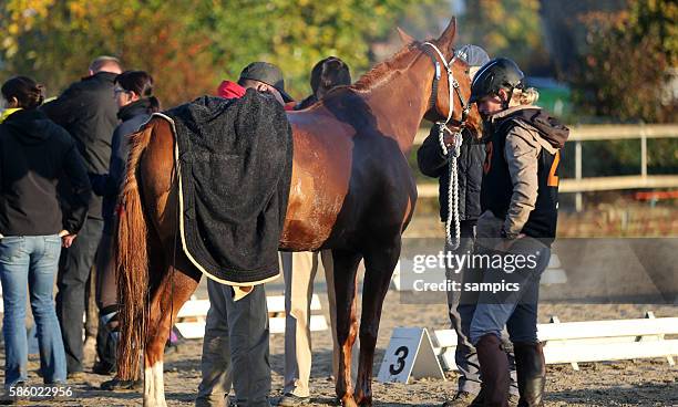 Pferde Riehen Pferde Reiten Photos and Premium High Res Pictures - Getty Images