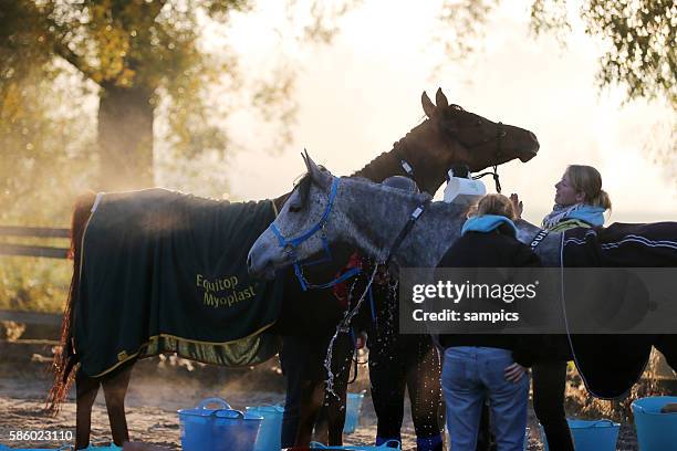 Pferde Riehen 345 Pferde Reiten Stock Photos, High-Res Pictures, and Images - Getty ...