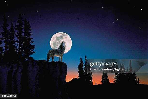 wolf howling at the moon - wolf moon stock-grafiken, -clipart, -cartoons und -symbole
