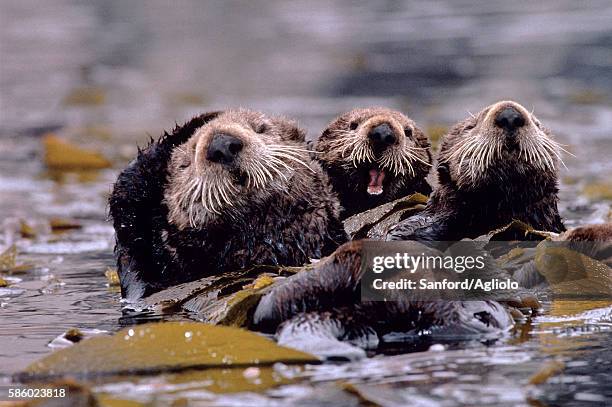 sea otters - sea otter (enhydra lutris) stock pictures, royalty-free photos & images