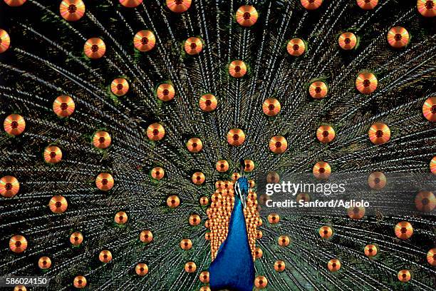 104 0101 Pattern Stock Photos, High-Res Pictures, and Images - Getty Images