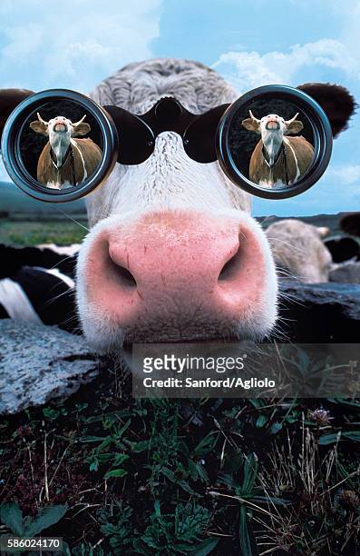 4,525 Funny Farm Animals Photos and Premium High Res Pictures - Getty Images