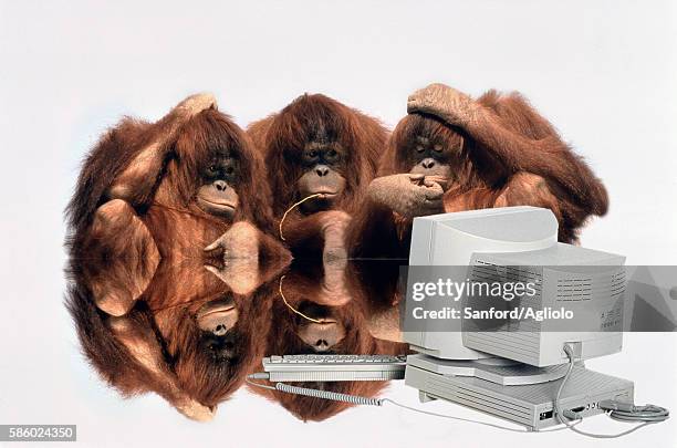 orangutans at computer - 3 wise monkeys stock-fotos und bilder
