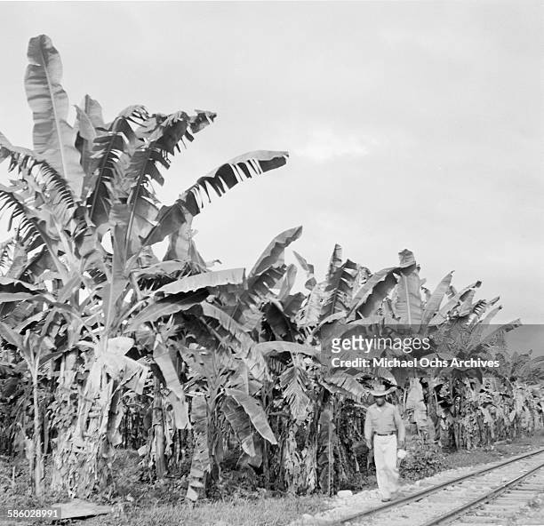 Local man walks along the banana tree farm in Bay Islands, Honduras.