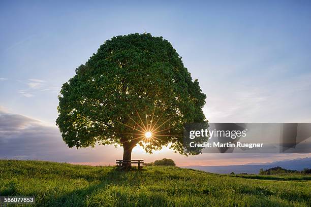 lime tree (tilia spec.) and park bench, sunbeams. - tila fotografías e imágenes de stock