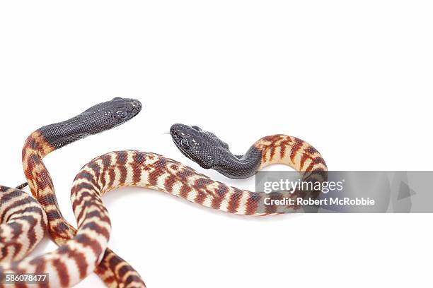 Black Headed Python Aspidites Melanocephalus Photos and Premium High Res Pictures - Getty ...