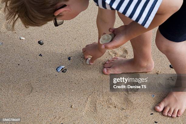 Shell Picking Shell Collecting Beach Photos and Premium High Res Pictures - Getty Images
